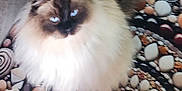 Hades is registered to the contest to win money with this photo: cat, fluffy, blue_eyes, pet, indoor, patterned_surface, stone_pattern, furry, sitting, animal, domestic_cat, soft_focus, cute, feline, long_hair, whiskers, face, tail, relaxed, home