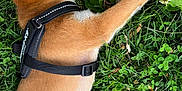 Ares is registered to the contest to win money with this photo: puppy, dog, grass, outdoor, nature, pet, animal, brown_fur, black_harness, leaf, greenery, resting, lying_down, young_dog, cute, fur, paw, canine, summer, relaxation