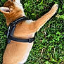 puppy, dog, grass, outdoor, nature, pet, animal, brown_fur, black_harness, leaf, greenery, resting, lying_down, young_dog, cute, fur, paw, canine, summer, relaxation
