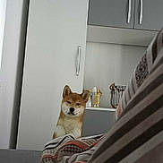 Ares is registered to the contest to win money with this photo: shiba_inu, dog, bedroom, blanket, cabinet, furniture, pet, indoor, curious, canine, fur, ears, snout, resting, home, quiet, cozy, patterned_blanket, domestic, companion