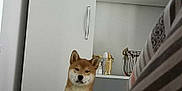Ares is registered to the contest to win money with this photo: bedroom, blanket, cabinet, canine, companion, cozy, curious, dog, domestic, ears, fur, furniture, home, indoor, patterned_blanket, pet, quiet, resting, shiba_inu, snout