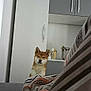 shiba_inu, dog, bedroom, blanket, cabinet, furniture, pet, indoor, curious, canine, fur, ears, snout, resting, home, quiet, cozy, patterned_blanket, domestic, companion