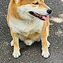 animal, canine, companion, cute, daylight, dog, ears_up, fur, happy, leash, mammal, outdoor, pavement, pet, shadow, shiba_inu, side_view, sitting, tongue_out, walking