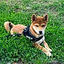 Ares joined the competition — help win amazing prizes! dog, shiba_inu, grass, outdoor, pet, animal, canine, leash, harness, nature, greenery, relaxed, fur, ears, tail, mammal, companion, cute, alert, lying_down