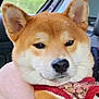 animal, blanket, calm, car_interior, close_up, companion, cute, dog, ears, face, floral_pattern, fur, harness, indoors, pet, red, resting, seat, shiba_inu, window