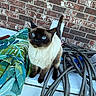 Jellybean joined the competition — help win amazing prizes! cat, siamese_cat, blue_eyes, curious, pet, fur, tail, hose, garden_hose, fabric, leaf_pattern, colorful, brick_wall, outdoor, animal, whiskers, ears, paws, standing, looking_up