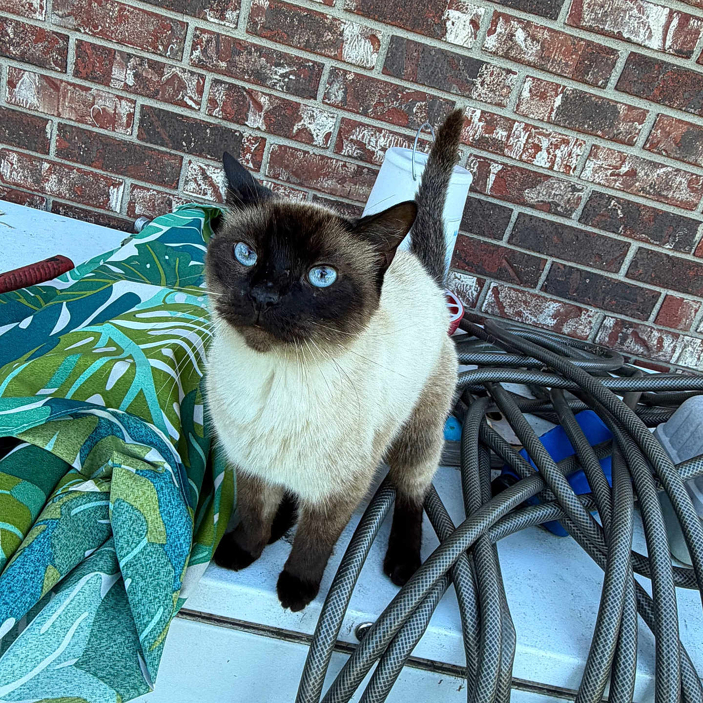 Jellybean