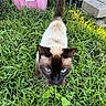 cat, siamese_cat, blue_eyes, grass, outdoor, pet, animal, nature, greenery, fur, tail, whiskers, pink_bucket, garden, sunlight, close_up, mammal, curious, walking, daylight