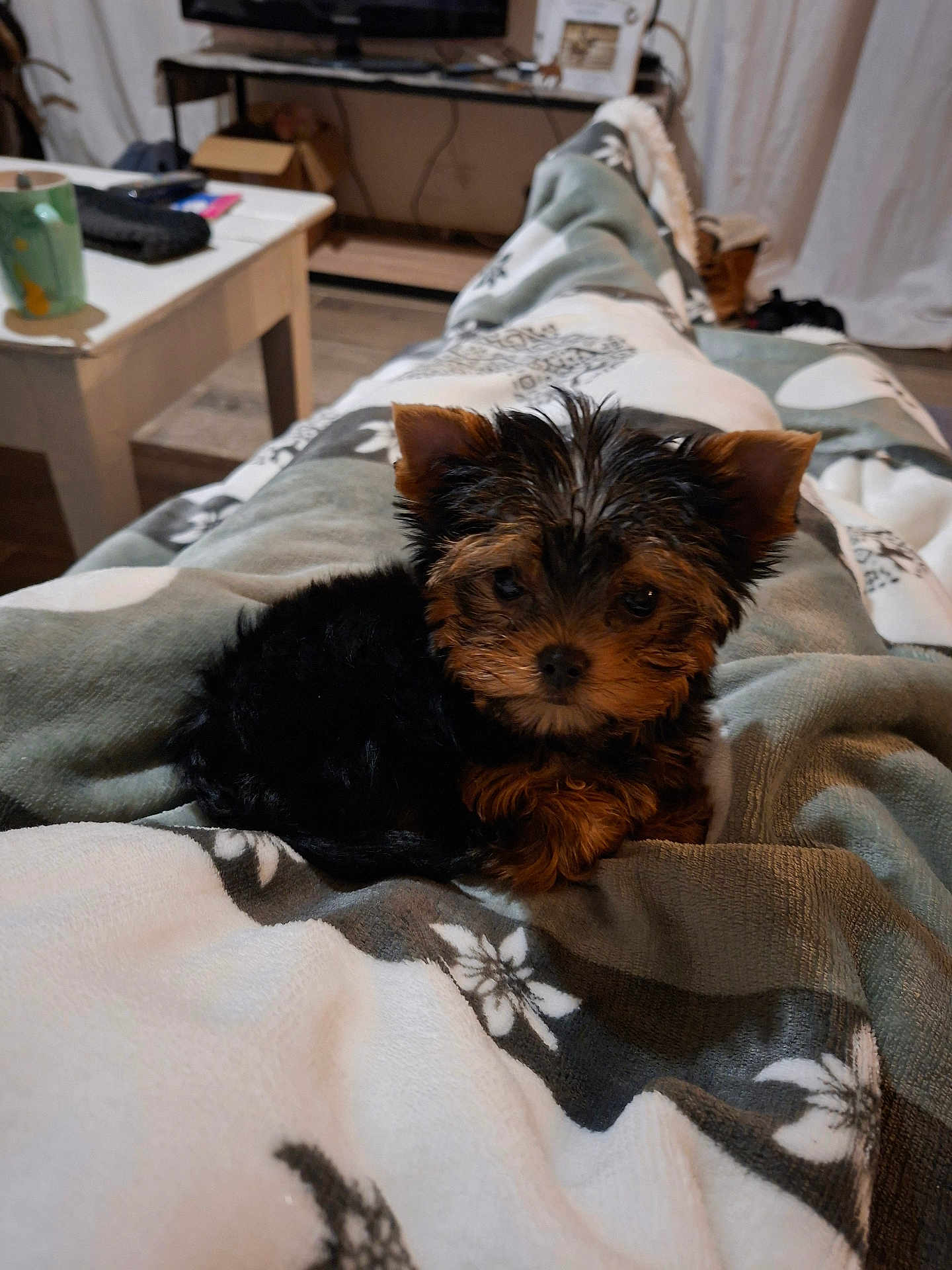 Aiko participe au concours pour gagner de l'argent avec cette photo : puppy, dog, blanket, cozy, indoor, small_dog, fur, brown, black, cute, pet, animal, relaxing, living_room, table, mug, furniture, floor, home, comfort