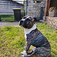 Django participe au concours pour gagner de l'argent avec cette photo : dog, brindle, sitting, grass, backyard, stone_wall, trash_bin, yellow_lid, outdoor, sunlight, pet, canine, nature, fence, plant_pot, wooden_pillar, daytime, animal, domestic_animal, quiet
