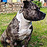 Django a rejoint le concours — aidez-le/la à gagner de superbes lots ! dog, brindle, white_chest, grass, potted_plants, stone_wall, garden, outdoor, pet, canine, sitting, alert, ears_up, sunny, greenery, nature, yard, domestic_animal, animal, portrait