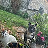 Django a rejoint le concours — aidez-le/la à gagner de superbes lots ! cat, dog, garden, grass, potted_plants, flowers, greenery, stone_wall, building, outdoor, pet, animal, curious, brindle, white_cat, nature, plant_pots, rustic, yard, daylight