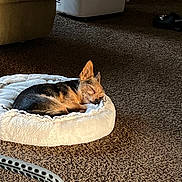 Maximus is registered to the contest to win money with this photo: dog, sleeping, pet_bed, carpet, indoor, cozy, small_dog, sunlight, furniture, shoe, quiet, resting, brown, white, relaxation, animal, companion, home, peaceful, nap