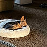dog, sleeping, pet_bed, carpet, indoor, cozy, small_dog, sunlight, furniture, shoe, quiet, resting, brown, white, relaxation, animal, companion, home, peaceful, nap