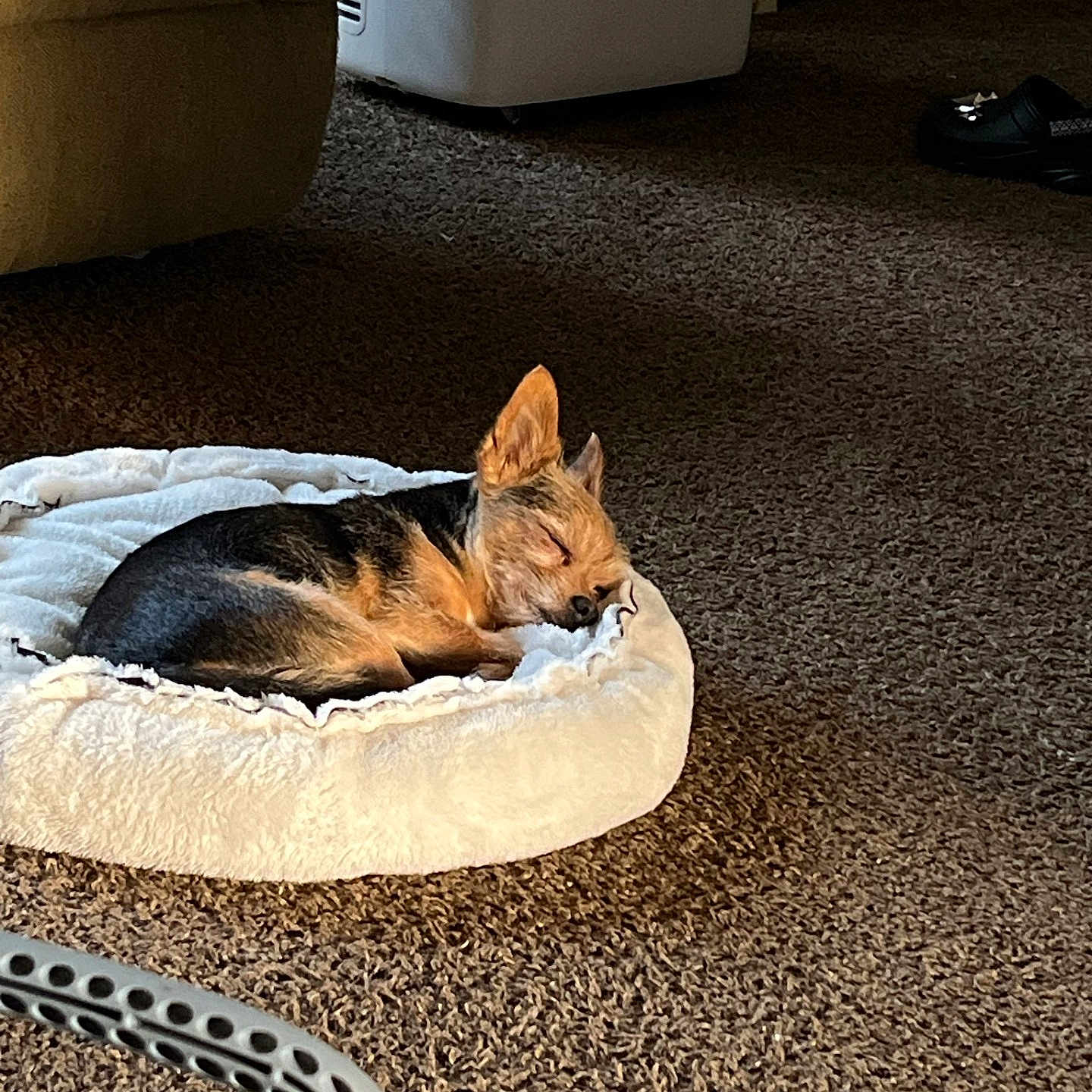 Maximus