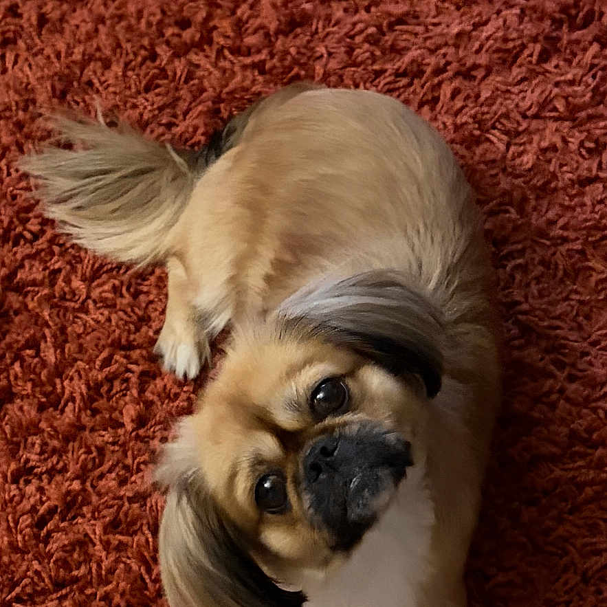 Remi