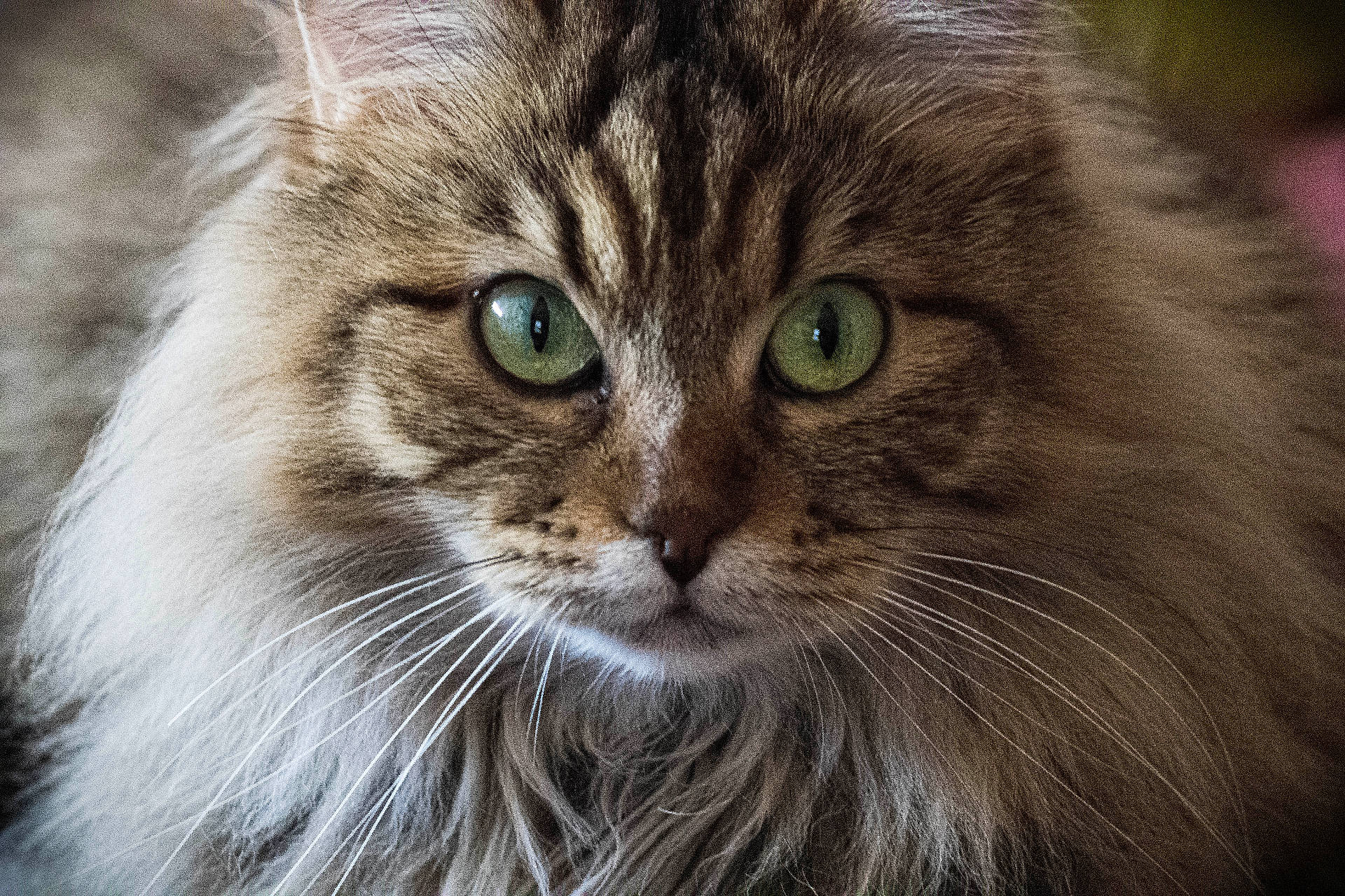 Venus a rejoint le concours — aidez-le/la à gagner de superbes lots ! abyssinian, angora, animal, cat, kitten, manx, pet, siamese, snout