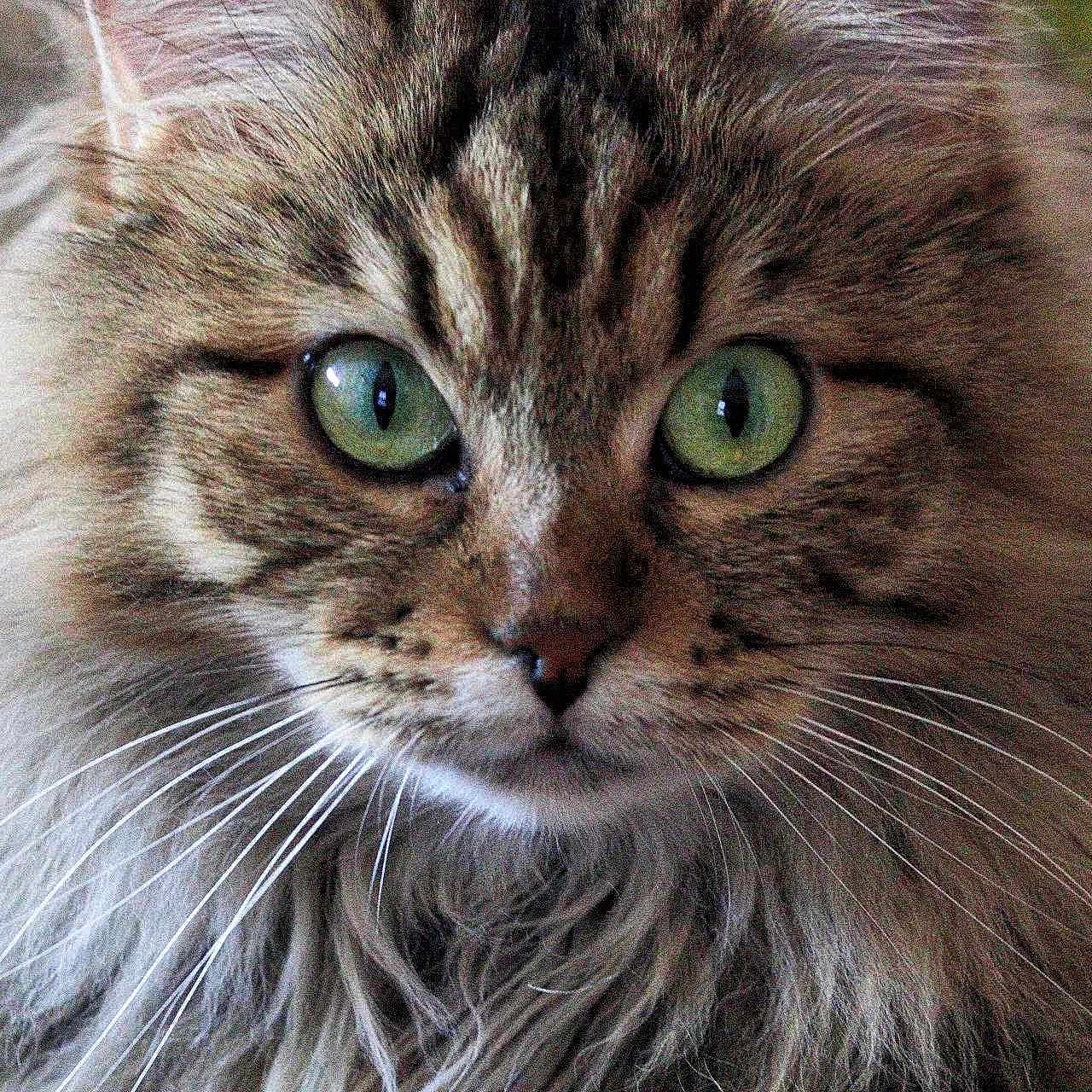 Venus participe au concours pour gagner de l'argent avec cette photo : abyssinian, angora, animal, brasssection, cat, horn, kitten, manx, musicalinstrument, pet, siamese, snout
