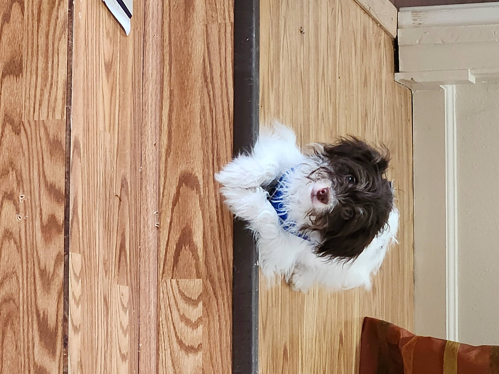 Ollie joined the competition — help win amazing prizes! canidae, carnivore, companion_dog, dog, dog_breed, dog_collar, dog_supply, door, fur, hardwood, home_door, house, plank, porch, sash_window, sporting_group, tail, window, wood, wood_stain