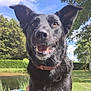 Pirate a rejoint le concours — aidez-le/la à gagner de superbes lots ! animal, black_dog, canine, close_up, collar, daylight, dog, ears, garden, grass, happy, nature, outdoor, pet, shed, sky, smiling, sunny, teeth, trees