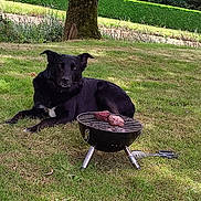 Pirate a rejoint le concours — aidez-le/la à gagner de superbes lots ! animal, barbecue, barbecue_tools, black_dog, canine, daytime, dog, garden, grass, greenery, grill, lawn, meat, nature, outdoor, peaceful, pet, relaxing, summer, tree