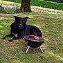 animal, barbecue, barbecue_tools, black_dog, canine, daytime, dog, garden, grass, greenery, grill, lawn, meat, nature, outdoor, peaceful, pet, relaxing, summer, tree