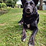 animal, black_dog, canine, collar, daylight, dog, ears_up, garden, grass, greenery, lawn, nature, outdoor, park, pet, relaxed, resting, shed, summer, tree