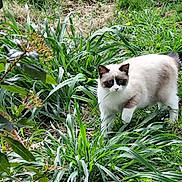 Babel a rejoint le concours — aidez-le/la à gagner de superbes lots ! animal, cat, curious, daylight, feline, flora, garden, grass, gray_markings, greenery, leaf, mammal, nature, outdoor, pets, plant, small_animal, walking, white_cat, wildlife