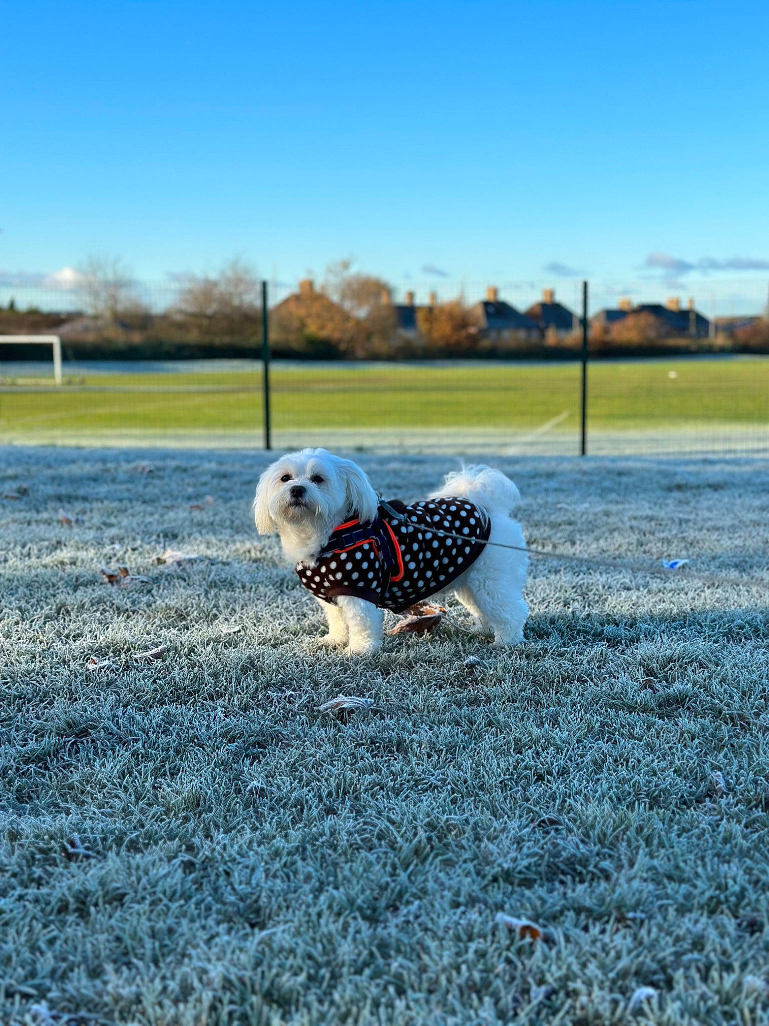 Eve is registered to the contest to win money with this photo: asphalt, ball, canidae, carnivore, companion_dog, dog, dog_breed, fawn, field, grass, grass_family, grassland, horizon, landscape, leash, plant, recreation, sky, sporting_group, tree