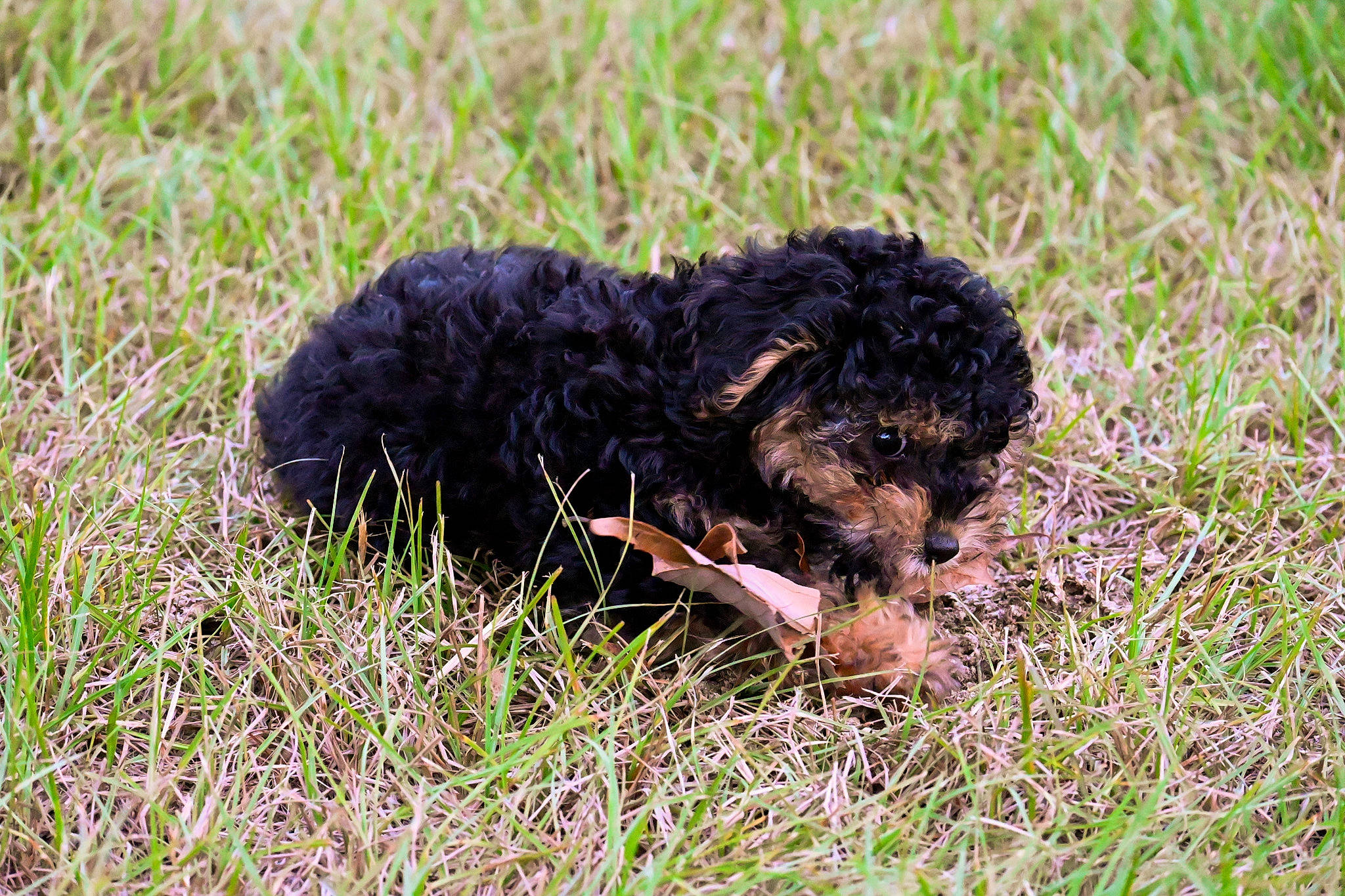 Copper joined the competition — help win amazing prizes! canidae, carnivore, companion_dog, dog, dog_breed, grass, grassland, groundcover, hunting_dog, non_sporting_group, plant, poodle, soil, sporting_group, terrestrial_animal, terrier, water_dog, working_animal, working_dog