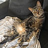 Pioupiou a rejoint le concours — aidez-le/la à gagner de superbes lots ! cat, tabby_cat, pet, animal, feline, indoor, couch, blanket, relaxed, resting, fur, whiskers, ears, eyes, home, cozy, comfortable, looking, seated, casual