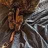 Pioupiou a rejoint le concours — aidez-le/la à gagner de superbes lots ! cat, tabby, pet, animal, bed, blue_bedspread, playing, claw, paws, leash, strap, bag, indoor, curious, feline, fur, whiskers, resting, quiet, cozy