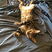 Pioupiou participe au concours pour gagner de l'argent avec cette photo : cat, tabby_cat, pet, animal, feline, bed, blanket, fur, whiskers, relaxation, indoor, cute, domestic_animal, sleeping_position, looking, yellow_eyes, striped_fur, soft_texture, resting, cozy