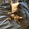 cat, tabby_cat, pet, animal, feline, bed, blanket, fur, whiskers, relaxation, indoor, cute, domestic_animal, sleeping_position, looking, yellow_eyes, striped_fur, soft_texture, resting, cozy