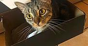 Pioupiou a rejoint le concours — aidez-le/la à gagner de superbes lots ! cat, tabby, box, cardboard_box, curious, wide_eyes, floor, tile_floor, indoor, pet, whiskers, brown, black, white, striped, cute, animal, feline, looking_up, sitting