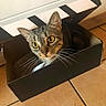 cat, tabby, box, cardboard_box, curious, wide_eyes, floor, tile_floor, indoor, pet, whiskers, brown, black, white, striped, cute, animal, feline, looking_up, sitting