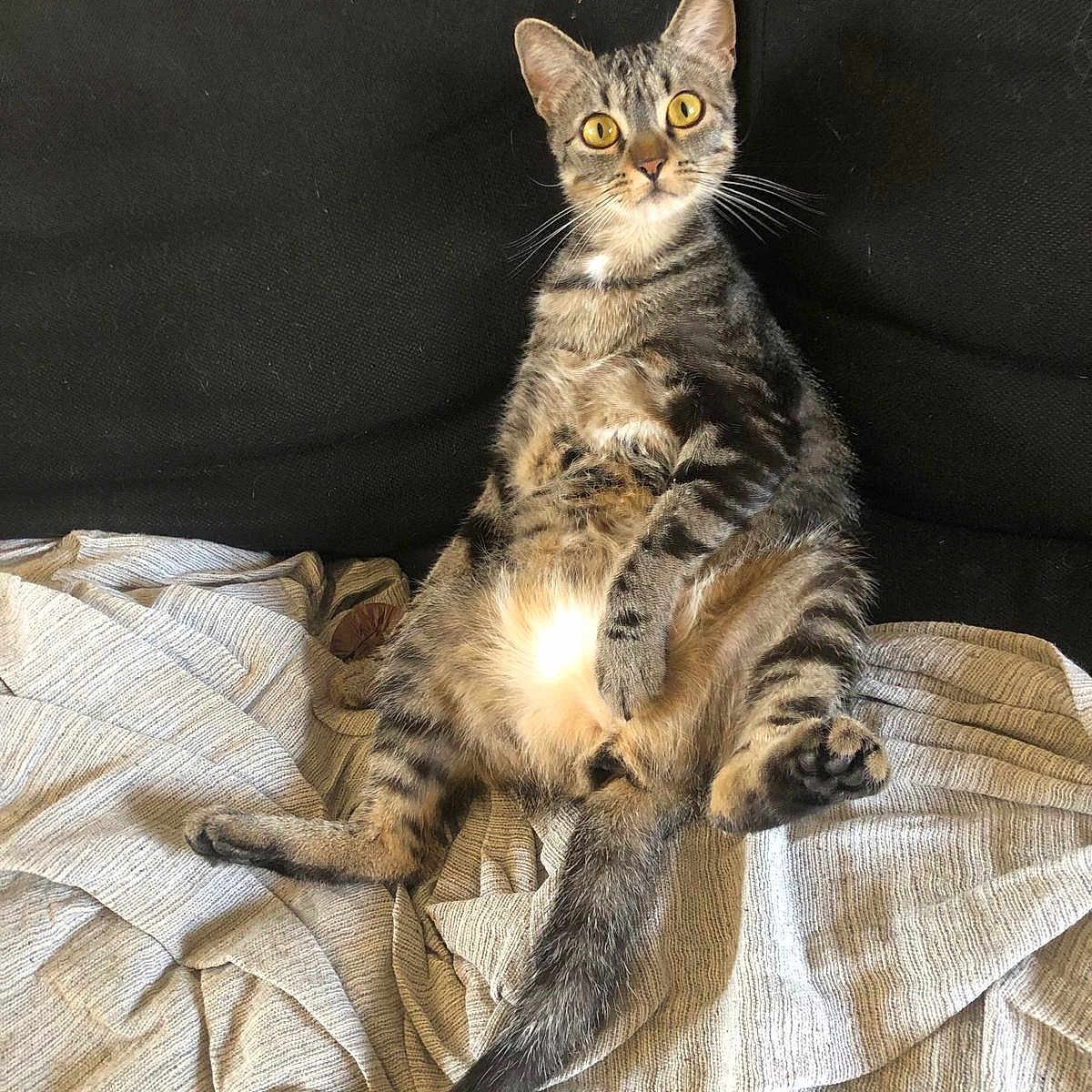 Pioupiou participe au concours pour gagner de l'argent avec cette photo : cat, tabby_cat, pet, animal, feline, sitting, blanket, cozy, indoor, fur, whiskers, tail, curious, wide_eyes, black_couch, striped, cute, relaxed, domestic_animal, looking_at_camera