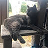 cat, gray_cat, cat_tree, window, indoor, pet, animal, relaxed, feline, looking_outside, natural_light, carpeted_surface, whiskers, ears, tail, paw, houseplant_outside, daylight, quiet, resting