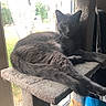 cat, gray_cat, pet, feline, cat_tree, indoor, window, sunlight, relaxed, resting, animal, fur, whiskers, eyes, tail, paws, home, cozy, curious, daylight
