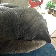 Polaire a rejoint le concours — aidez-le/la à gagner de superbes lots ! cat, grey_cat, furry, sleeping, curled_up, indoor, pet, animal, relaxing, cozy, soft_fur, close_up, home, lap, plant, tile_floor, furniture, quiet, resting, domestic