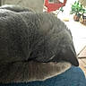 cat, grey_cat, furry, sleeping, curled_up, indoor, pet, animal, relaxing, cozy, soft_fur, close_up, home, lap, plant, tile_floor, furniture, quiet, resting, domestic