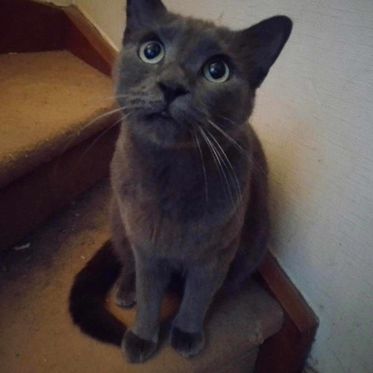 Polaire