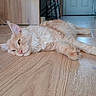 animal, bar_stool, cat, cream_color, door, ears, floor, fluffy, fur, home_interior, indoor, light, lying_down, paws, pet, quiet, relaxed, resting, whiskers, wooden_floor