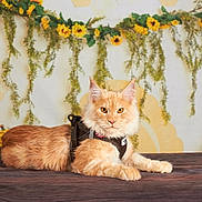 Arès a rejoint le concours — aidez-le/la à gagner de superbes lots ! animal, background, cat, decor, domestic_cat, feline, flower_decoration, fluffy, fur, greenery, harness, indoor, lying_down, orange_cat, pet, resting, sunflower, tabby_cat, table, yellow_eyes