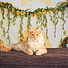 Arès participe au concours pour gagner de l'argent avec cette photo : animal, background, cat, decor, feline, fluffy_cat, green_leaves, honeycomb_pattern, indoor, lying_down, nature_theme, orange_cat, pet, portrait, relaxed, still_life, sunflowers, table, wooden_surface, yellow_flowers