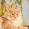 Arès participe au concours pour gagner de l'argent avec cette photo : amber_eyes, animal, background_blur, cat, close_up, cute, domestic_cat, ears, feline, fluffy_fur, indoor, lying_down, mammal, orange_tabby, paw, pet, portrait, relaxed, soft_light, whiskers