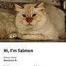 Cod And Salmon joined the competition — help win amazing prizes! adoption_profile, animal, calm, cat, cream_color, domestic_longhair, ears, eyes, face, fluffy, fur, humane_society, indoors, looking_at_camera, nose, pet, portrait, resting, website_screenshot, whiskers