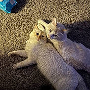 Cod And Salmon joined the competition — help win amazing prizes! animal, carpet, cat, cats, companions, cozy, curious_eyes, domestic_animal, feline, fur, household, indoor, laying_down, mammal, pet, relaxed, snuggling, sunlight, two_animals, white_cat