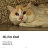 Cod And Salmon joined the competition — help win amazing prizes! animal, cat, closeup, cream_color, cute, domestic, eyes, face, fur, indoor, information, interface, orange_color, pet, portrait, resting, screen, text, webpage, whiskers