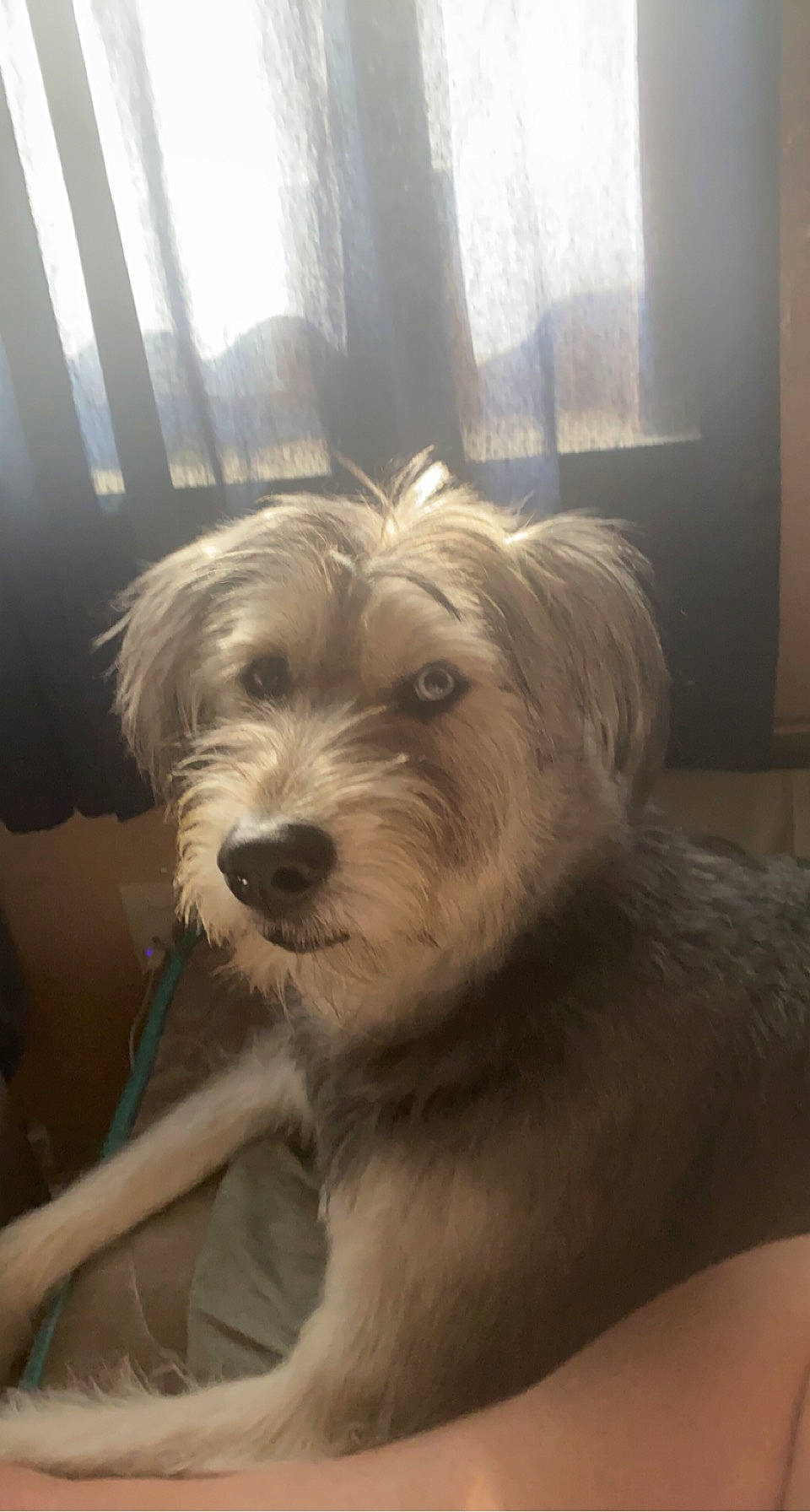 Ollie joined the competition — help win amazing prizes! biewer_terrier, canidae, carnivore, companion_dog, dog, dog_breed, fawn, flooring, fur, maltepoo, non_sporting_group, poodle_crossbreed, small_terrier, snout, sporting_group, terrier, toy_dog, window, wood, working_animal